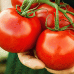 Cà chua nhiều dưỡng chất thông minh