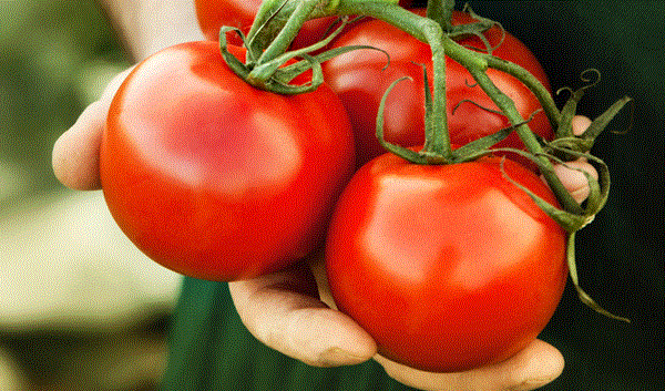 Cà chua nhiều dưỡng chất thông minh